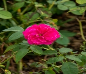2020 09 01 LyndaleParkRoseGarden 028